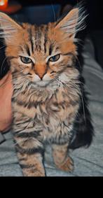 Britse kort haar  met al haar spullen, Poes, Kortharig, 0 tot 2 jaar