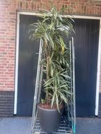 Mooie verrijdbare 43ø pot met plant en aqua system, Ophalen of Verzenden, Zomer, Overige soorten, Volle zon