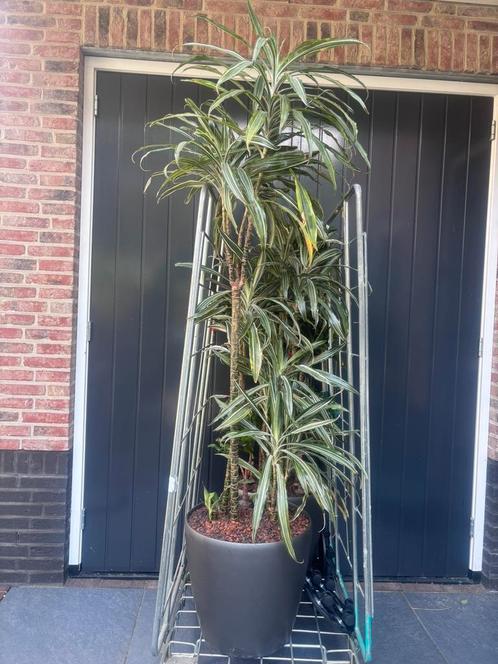 Mooie verrijdbare 43ø pot met plant en aqua system, Tuin en Terras, Planten | Tuinplanten, Overige soorten, Volle zon, Zomer, Ophalen of Verzenden