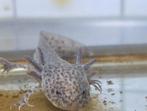Axolotl met aquarium, Dieren en Toebehoren