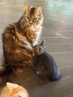 Kittens te koop, Meerdere dieren, Ontwormd, 0 tot 2 jaar