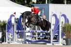 D pony, Dieren en Toebehoren, Pony's, Merrie