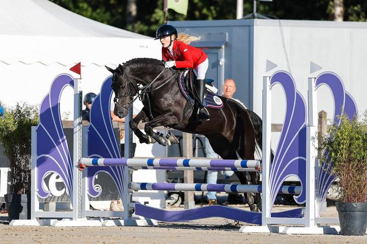 D pony, Dieren en Toebehoren, Pony's, Merrie