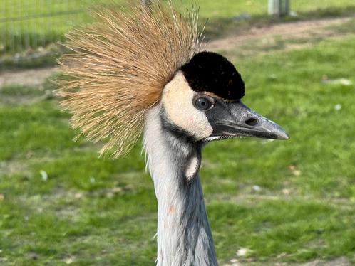 Grijze kroonkraanvogel - Balearica regulorum, Dieren en Toebehoren, Vogels | Overige Vogels, Tropenvogel, Meerdere dieren, Geringd