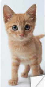 Gezocht rood kitten kater, Kater