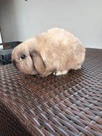 Raszuivere minilop sallander konijn ram alleen ter dekking, Mannelijk, Dwerg, Hangoor, 0 tot 2 jaar