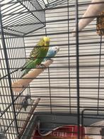 Parkieten mannetje en vrouwtje, Dieren en Toebehoren, Vogels | Parkieten en Papegaaien, Meerdere dieren, Parkiet