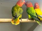 Agapornis Fischeri Opaline, Dieren en Toebehoren, Vogels | Parkieten en Papegaaien, Geslacht onbekend, Dwergpapegaai of Agapornis