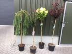 Bolbomen ,staan in een pot ,, Tuin en Terras, Zomer, Ophalen, Volle zon, In pot