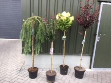 Bolbomen ,staan in een pot , beschikbaar voor biedingen