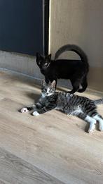 Twee lieve kittens, Dieren en Toebehoren, Katten en Kittens | Overige Katten, Meerdere dieren