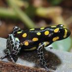 Ranitomeya vanzolinii  en vele andere soorten gifkikkers, Dieren en Toebehoren, Amfibie, 0 tot 2 jaar