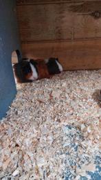 Cavia beertjes, Mannelijk, Cavia, Na 1 juli 2024, Tam