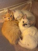 Prachtige Ragdoll kittens, Kater, Gechipt