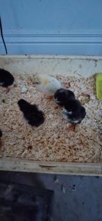 kuikens, Dieren en Toebehoren, Pluimvee, Meerdere dieren, Kip
