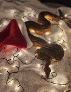 Boa Constrictor Salmon Hypo, Dieren en Toebehoren, Reptielen en Amfibieën, Slang, Met terrarium, 3 tot 6 jaar