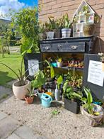 Kamerplanten te ruil, Ophalen, Overige soorten, Minder dan 100 cm