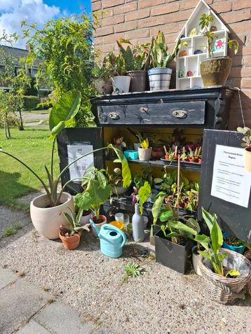 Kamerplanten te ruil beschikbaar voor biedingen