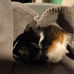 Jong cavia zeugje, Dieren en Toebehoren, Knaagdieren, Cavia, Vrouwelijk, Tam, September