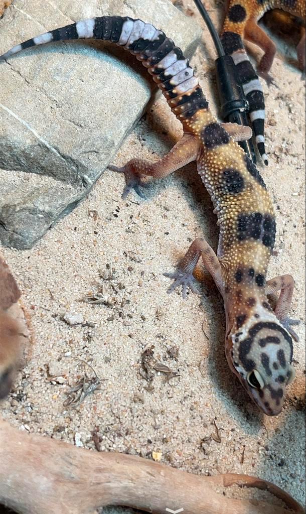 Mooie luipaard gekko baby