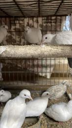 Witte lachduiven, Meerdere dieren, Overige soorten