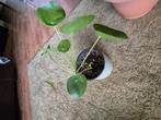 Pilea peperomioides

 Pannenkoekplant, Ophalen, Halfschaduw, Minder dan 100 cm