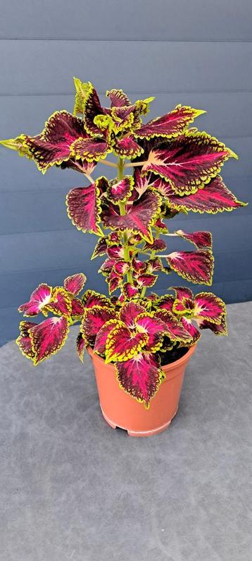 Kamerplant (Coleus) met opvallende gekleurde bladeren, 50 cm beschikbaar voor biedingen