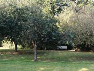 Morellen kersenboom 25 jaar oud beschikbaar voor biedingen