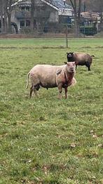 Te koop dekram 100% Rouge de Quest, Dieren en Toebehoren, Mannelijk, Schaap