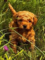 Lieve en aanhankelijke Toypoedel pups zoeken nieuwe baasje, Dieren en Toebehoren, Poedel, Rabiës (hondsdolheid), Reu, 8 tot 15 weken