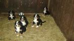 Lieve Benner Sennen pups, Dieren en Toebehoren, Rabiës (hondsdolheid), Meerdere dieren, Eén hond, Nederland