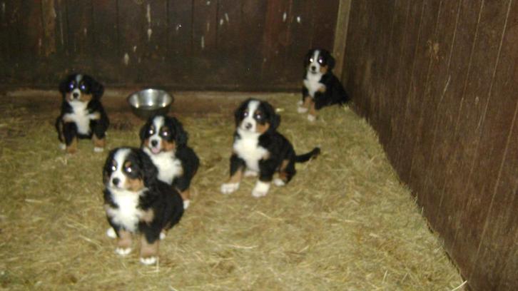 Lieve Benner Sennen pups, Dieren en Toebehoren, Honden | Bulldogs, Pinschers en Molossers, Meerdere dieren, Sennenhond, Particulier