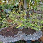 Bonsai Lonicera Raff Stijl, Ophalen, Bloeit niet, Overige soorten, Minder dan 100 cm
