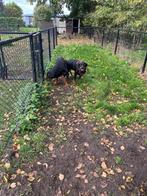 Rottweiler pups op komst!, Dieren en Toebehoren, Honden | Bulldogs, Pinschers en Molossers, CDV (hondenziekte), 8 tot 15 weken