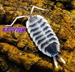Porcellio sp. Ultra White Antenna isopods / pissebedden, Dieren en Toebehoren, Overige soorten