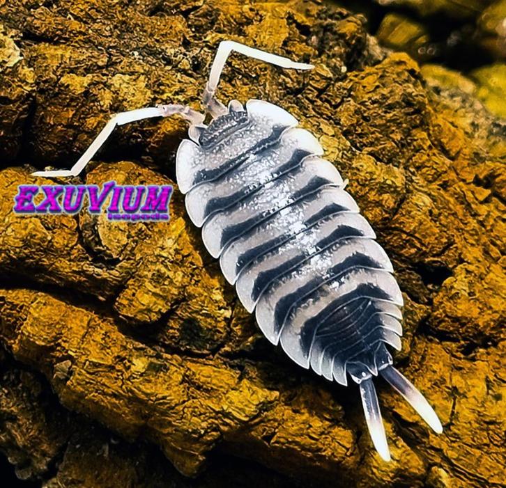Porcellio sp. Ultra White Antenna isopods / pissebedden, Dieren en Toebehoren, Insecten en Spinnen, Overige soorten