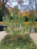 Dennenboompjes voor de tuin, Tuin en Terras, Bloeit niet, Overige soorten, 100 tot 250 cm, Ophalen