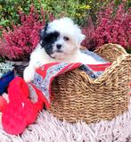 Leuke boomer pups te koop!, Dieren en Toebehoren, Overige rassen, CDV (hondenziekte), 8 tot 15 weken, Meerdere