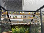 Gouldmadine (s), Dieren en Toebehoren, Vogels | Overige Vogels, Meerdere dieren