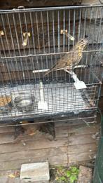 Te. Koop.  Zanglijster. Man, Dieren en Toebehoren, Vogels | Overige Vogels, Mannelijk, Wildzangvogel