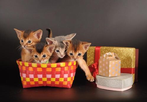 Raszuivere Abessijn kittens te koop, Dieren en Toebehoren, Katten en Kittens | Raskatten | Korthaar, Meerdere dieren, Met stamboom