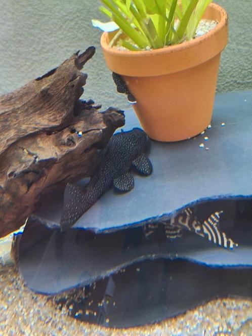 Koppel L-059, Dieren en Toebehoren, Vissen | Aquariumvissen, Vis