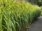 Zebragras, Tuin en Terras, Planten | Tuinplanten, Ophalen of Verzenden, Overige soorten, Volle zon