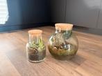 Planten terrarium, Huis en Inrichting, Kamerplanten, Ophalen, Overige soorten, Halfschaduw, In pot