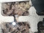 Iridomyrmex purpureus broed, Dieren en Toebehoren, Insecten en Spinnen, Mieren
