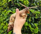 Archachatina Reticulata, Afrikaanse reuzenslak., Dieren en Toebehoren, Overige soorten, Tam, 0 tot 2 jaar