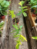 Philodendron Kitina - Florida Beauty x Mayoi narrow, Huis en Inrichting, Kamerplanten, Ophalen of Verzenden