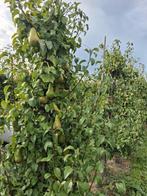 Mooie 30-jarige Perenbomen, Tuin en Terras, Planten | Bomen, Overige soorten, Lente, 250 tot 400 cm, Ophalen
