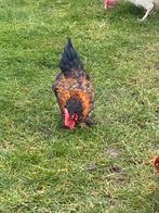 Haantje chabo/ pantoffel kip, Dieren en Toebehoren, Pluimvee, Mannelijk, Kip