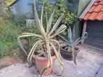 Agave planten in pot, Volle zon, Vaste plant, Bloeit niet, Ophalen